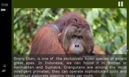 Captura de Pantalla 12 Orangutan - Indonesia windows