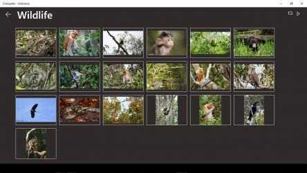 Screenshot 6 Orangutan - Indonesia windows