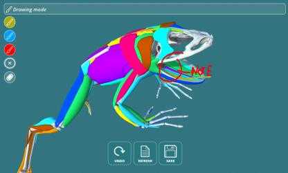 Capture 10 Visual Anatomy - Frog windows