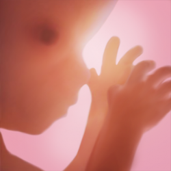 Imágen 1 Embarazo + | app de seguimiento semanal en 3D android