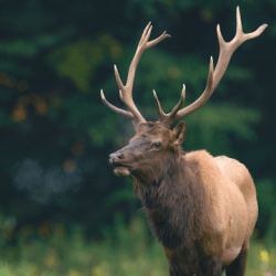 Image 1 Elk Sounds - Elk Hunting Calls Free android