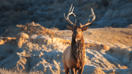 Imágen 8 Elk Sounds - Elk Hunting Calls Free android