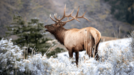 Captura de Pantalla 6 Elk Sounds - Elk Hunting Calls Free android