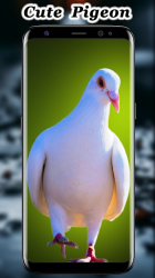 Captura 6 Fondo de pantalla de la paloma linda android
