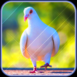Captura 1 Fondo de pantalla de la paloma linda android