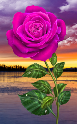 Captura de Pantalla 4 Rosa, toque mágico flores android