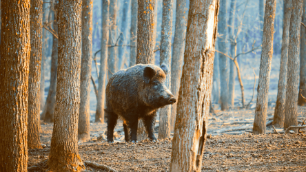 Screenshot 6 WildBoar Sounds - Wild Boar Calls for Hunting android
