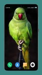 Captura 4 Parrot Wallpapers 4K android