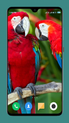 Screenshot 6 Parrot Wallpapers 4K android
