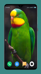 Screenshot 10 Parrot Wallpapers 4K android