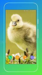 Imágen 5 Duck Wallpaper android