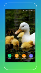 Imágen 7 Duck Wallpaper android