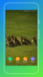 Captura 11 Duck Wallpaper android
