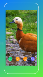Screenshot 6 Duck Wallpaper android