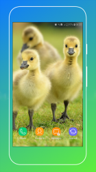 Screenshot 9 Duck Wallpaper android