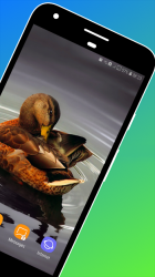 Screenshot 3 Duck Wallpaper android