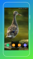 Captura de Pantalla 4 Duck Wallpaper android