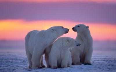 Imágen 4 Polar Animals windows
