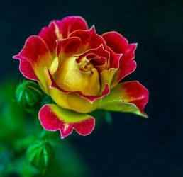 Captura de Pantalla 9 Flowers And Roses Animated Images Gif pictures 4K android
