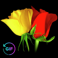 Screenshot 1 Flowers And Roses Animated Images Gif pictures 4K android