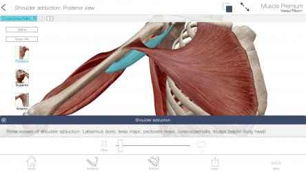 Screenshot 3 Muscle Premium: 3D Visual Guide for Bones, Joints & Muscles — Human Anatomy & Kinesiology windows
