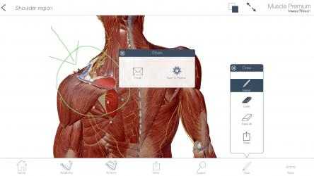 Screenshot 9 Muscle Premium: 3D Visual Guide for Bones, Joints & Muscles — Human Anatomy & Kinesiology windows