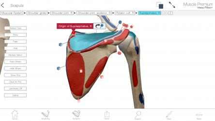 Captura de Pantalla 8 Muscle Premium: 3D Visual Guide for Bones, Joints & Muscles — Human Anatomy & Kinesiology windows