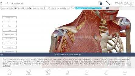 Captura 5 Muscle Premium: 3D Visual Guide for Bones, Joints & Muscles — Human Anatomy & Kinesiology windows