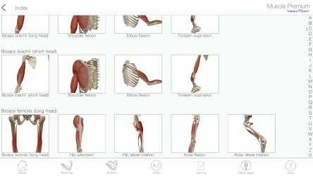 Screenshot 6 Muscle Premium: 3D Visual Guide for Bones, Joints & Muscles — Human Anatomy & Kinesiology windows