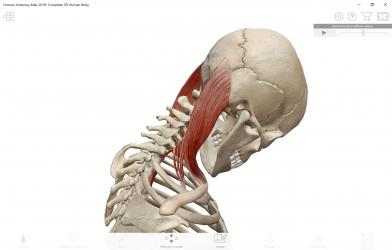 Captura de Pantalla 6 Atlas de anatomía humana 2019: Cuerpo humano completo en 3D windows