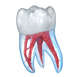 Captura de Pantalla 1 Ilustraciones dentales para consultar al paciente android