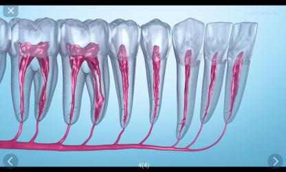 Imágen 12 Ilustraciones dentales para consultar al paciente android