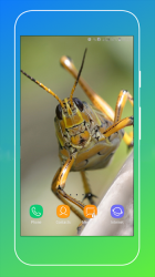 Captura de Pantalla 6 Grasshopper Wallpaper android