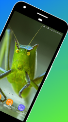 Imágen 3 Grasshopper Wallpaper android