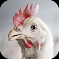 Screenshot 1 Chicken Sounds android