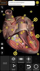 Imágen 4 Anatomía - Atlas 3D android