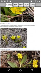 Screenshot 5 Yellowstone Wildflowers android