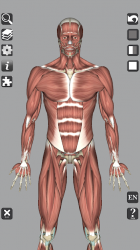 Imágen 3 3D Bones and Organs (Anatomy) android