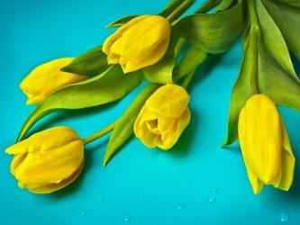 Imágen 7 Tulipanes de Colores Fondos, Imágenes android