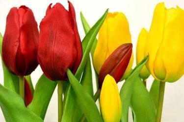 Captura 6 Tulipanes de Colores Fondos, Imágenes android
