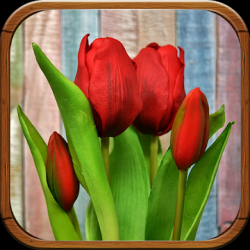 Captura 1 Tulipanes de Colores Fondos, Imágenes android