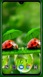Captura de Pantalla 12 Lady Bug Wallpaper android