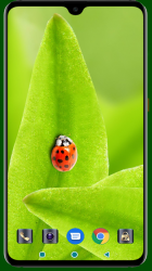 Screenshot 8 Lady Bug Wallpaper android