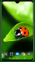 Capture 13 Lady Bug Wallpaper android