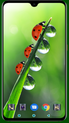 Screenshot 2 Lady Bug Wallpaper android