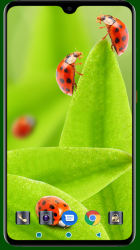 Screenshot 5 Lady Bug Wallpaper android