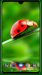 Screenshot 6 Lady Bug Wallpaper android