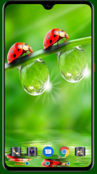 Imágen 14 Lady Bug Wallpaper android