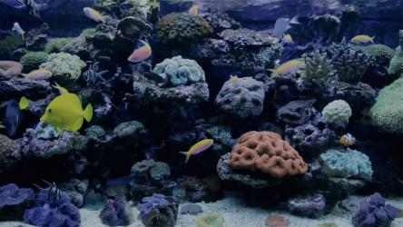 Screenshot 1 Coral Fish Aquarium windows