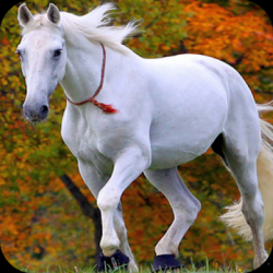 Imágen 1 Horse Full HD Wallpaper android